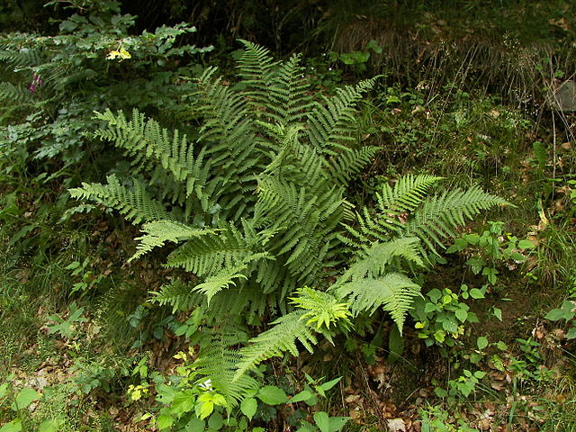 Dryopteris filix-mas